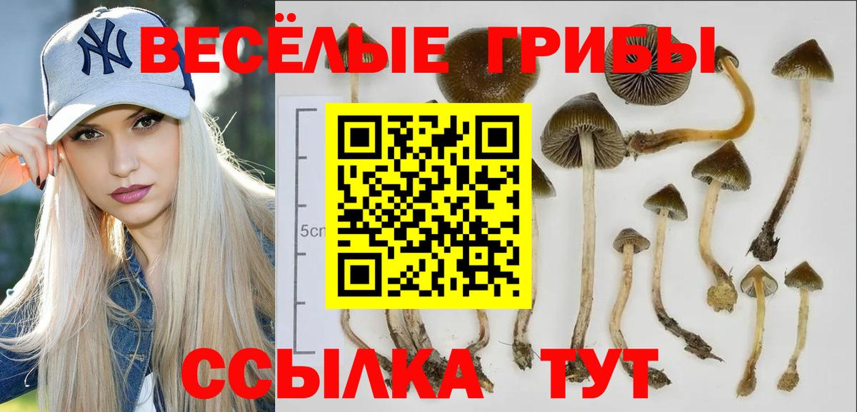 Усолье-Сибирское  Галлюциногенные грибы Cubensis  Вход с VPN 